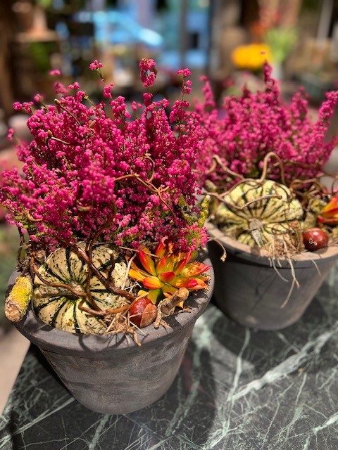 Efterårsbeplantning