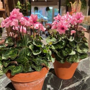 Efterårsblomst- Alpeviol ny model