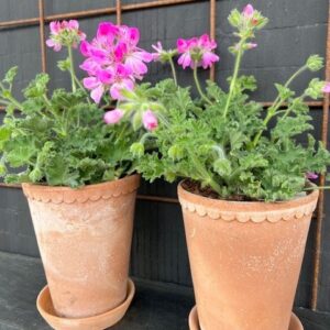 Bergs Potte med Duft geranium