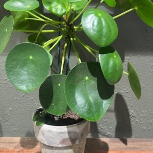 Pilea plante i rustik krukke