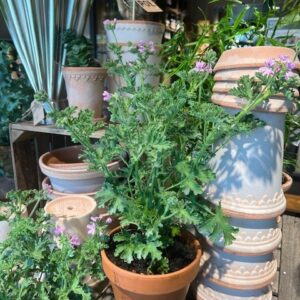 Duft geranium