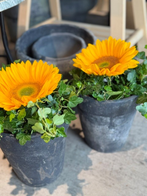 Sommerkrukke med solsikke